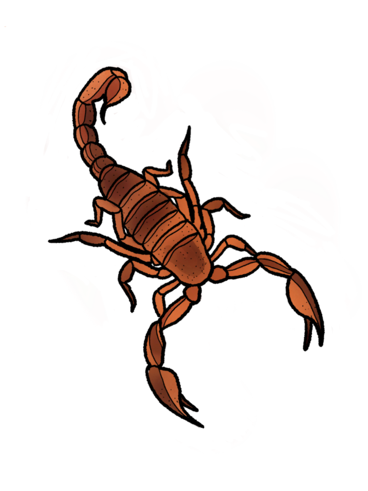 Metamorphosis Phase