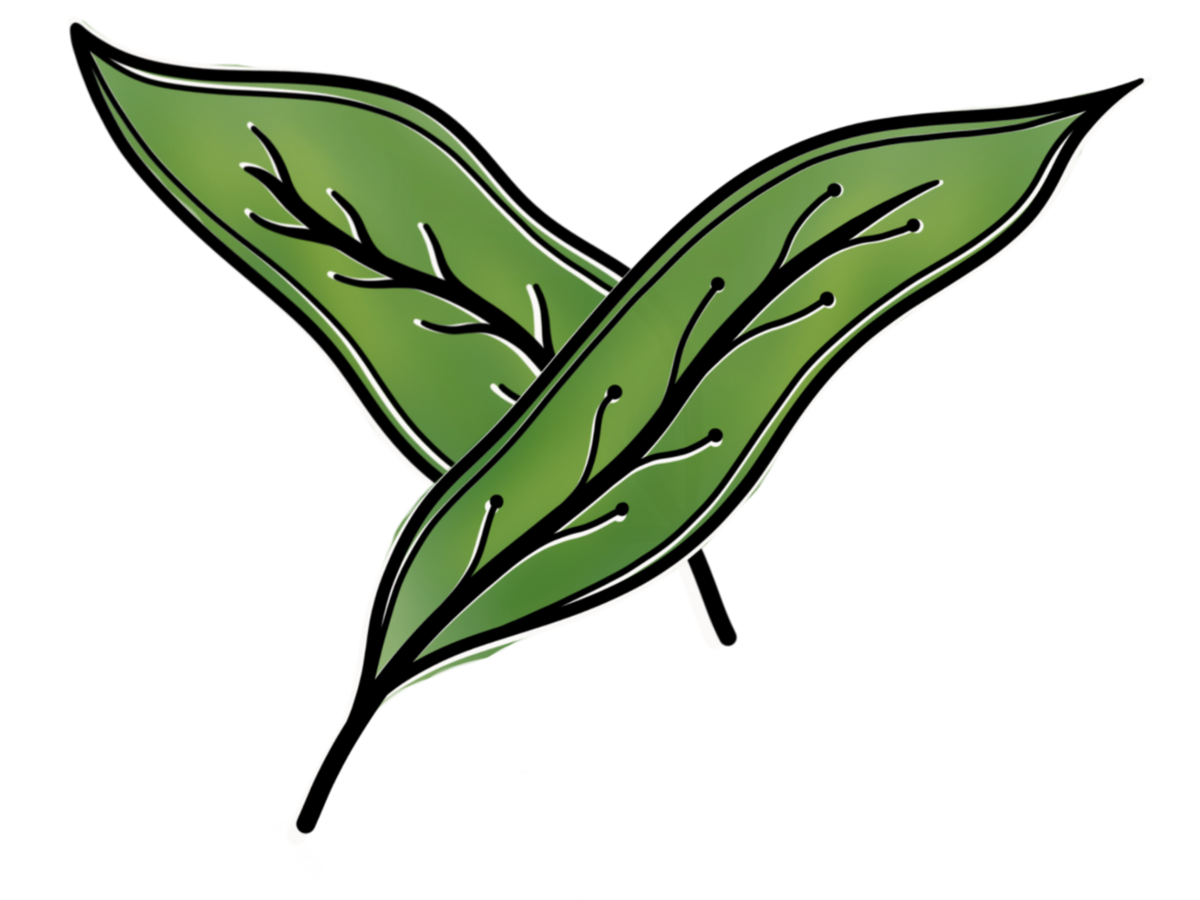Seedling Phase: Day